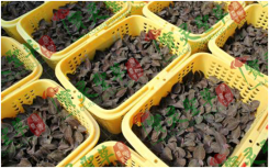 贵州中科农经生物科技有限公司  宝灵圣草金线莲种植详解