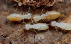 如何预防白蚁侵扰如何防止这些害虫吞噬你的家园