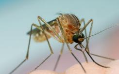 蚊子是我们每年夏天可以期待的不受欢迎的住宿客人