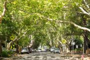 树木在保持城市凉爽电费下降和居民健康方面的重要作用