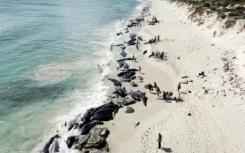 鲸鱼海滩是第一个加入500万美元俱乐部的北部海滩郊区