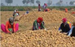 百事可乐同意撤销对印度马铃薯农民的专利侵权诉讼