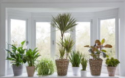 5种易于生长的室内植物 可改善室内空气质量
