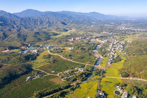 镇关刀白马村的油茶基地也进入了丰产期