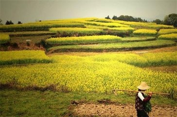 土地经营权入股发展农业产业化经营 深化农村土地制度改革 