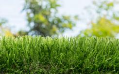 马里昂市否决了在公园使用人造草皮的提议