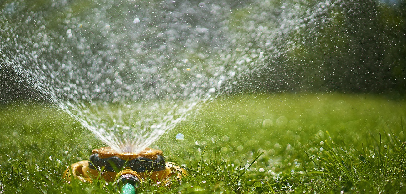 你什么时候给你的草坪浇水