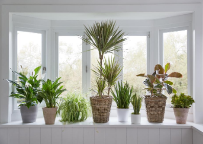 5种易于生长的室内植物 可改善室内空气质量
