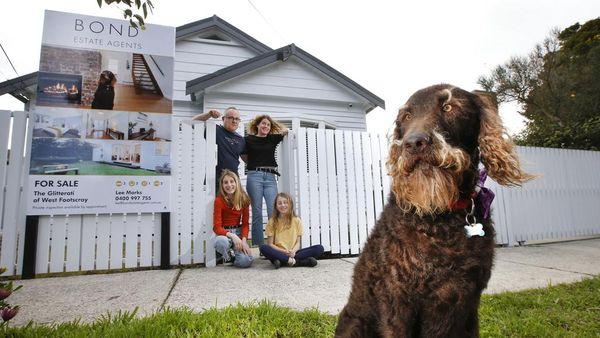 一直拉布拉多犬成为家庭房屋销售活动的明星 引起了人们的广泛关注