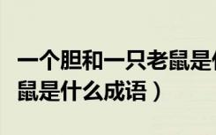 一个胆和一只老鼠是什么成语（一个胆一个老鼠是什么成语）