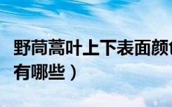 野茼蒿叶上下表面颜色及形状（茼蒿形态特征有哪些）