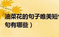 油菜花的句子唯美短句（关于油菜花的唯美短句有哪些）