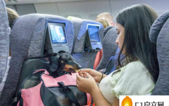 猫和狗现在可以与乘客一起乘坐阿提哈德航空公司的航班