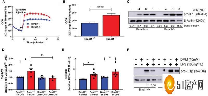 研究人员发现生物钟紊乱与炎症性疾病之间的新联系