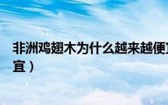 非洲鸡翅木为什么越来越便宜（非洲鸡翅木为什么越来越便宜）