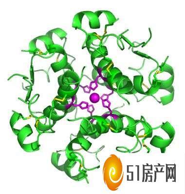 基于干细胞的植入物成功地为 1 型糖尿病患者分泌胰岛素