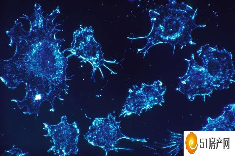 癌症免疫疗法在男性和女性中的作用是否不同