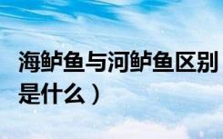 海鲈鱼与河鲈鱼区别（河鲈鱼和海鲈鱼的区别是什么）