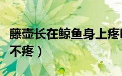 藤壶长在鲸鱼身上疼吗（藤壶长在鲸鱼身上疼不疼）