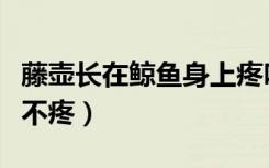 藤壶长在鲸鱼身上疼吗（藤壶长在鲸鱼身上疼不疼）
