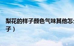 梨花的样子颜色气味其他怎么写（描写梨花颜色和气味的句子）