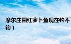 摩尔庄园红萝卜鱼现在钓不了了吗（摩尔庄园红萝卜鱼怎么钓）
