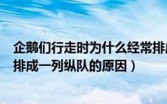 企鹅们行走时为什么经常排成一列纵队（企鹅们行走时经常排成一列纵队的原因）