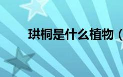 珙桐是什么植物（珙桐是什么东西）