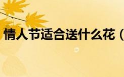 情人节适合送什么花（情人节可以送什么花）