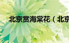 北京赏海棠花（北京平壤海棠花怎么样）