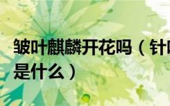 皱叶麒麟开花吗（针叶盆景皱皮麒麟养殖方法是什么）