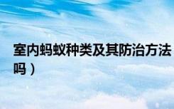 室内蚂蚁种类及其防治方法（室内蚂蚁防治的方法有人懂得吗）