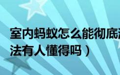 室内蚂蚁怎么能彻底消灭（室内蚂蚁防治的方法有人懂得吗）