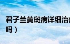 君子兰黄斑病详细治疗过程（黄斑病变能治好吗）