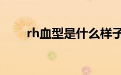rh血型是什么样子（rh血型是什么）