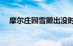 摩尔庄园雪獭出没时间（摩尔庄园雪懒）