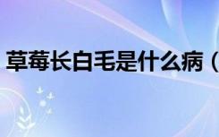 草莓长白毛是什么病（草莓长白毛是为什么）