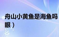 舟山小黄鱼是海鱼吗（舟山带鱼是黄眼还是黑眼）