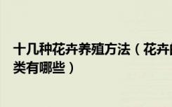 十几种花卉养殖方法（花卉的养殖方法和注意事项花卉的分类有哪些）