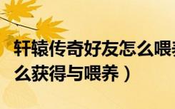 轩辕传奇好友怎么喂养灵宠（轩辕传奇灵宠怎么获得与喂养）