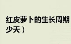 红皮萝卜的生长周期（红皮萝卜的生长周期多少天）