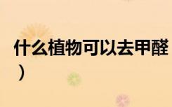 什么植物可以去甲醛（这十种植物值得你选择）