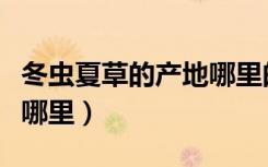 冬虫夏草的产地哪里的好（冬虫夏草的产地在哪里）