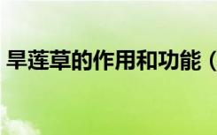 旱莲草的作用和功能（旱莲草的作用与功效）