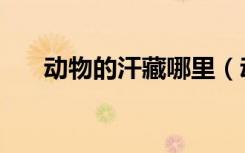 动物的汗藏哪里（动物的汗藏在哪里）