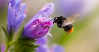 布伦海姆庄园的生物多样性方法