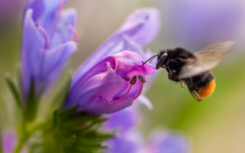 布伦海姆庄园的生物多样性方法