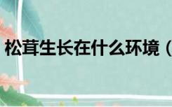松茸生长在什么环境（松茸生长在什么地方）