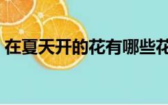 在夏天开的花有哪些花（夏天开的花有哪些）