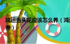 鸿运当头花应该怎么养（鸿运当头花是什么鸿运当头花怎么养）